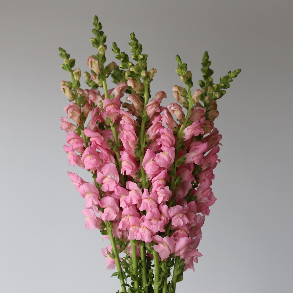 Snapdragon light pink Bulk DIY