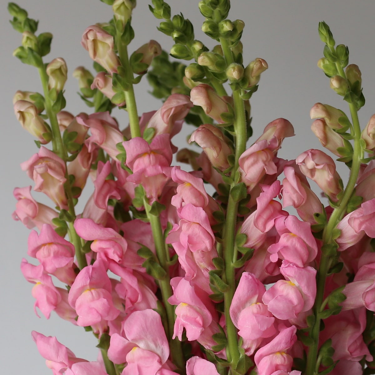 Snapdragon light pink Bulk DIY Montreal - Le Bouquet