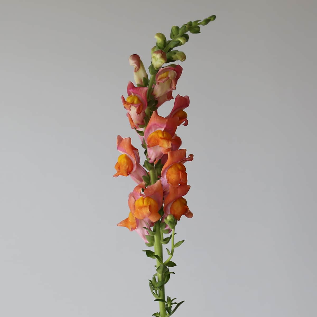 Snapdragon orange Bulk DIY Montreal - Le Bouquet