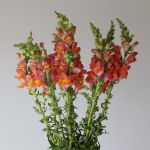 Snapdragon Orange (Bulk DIY)