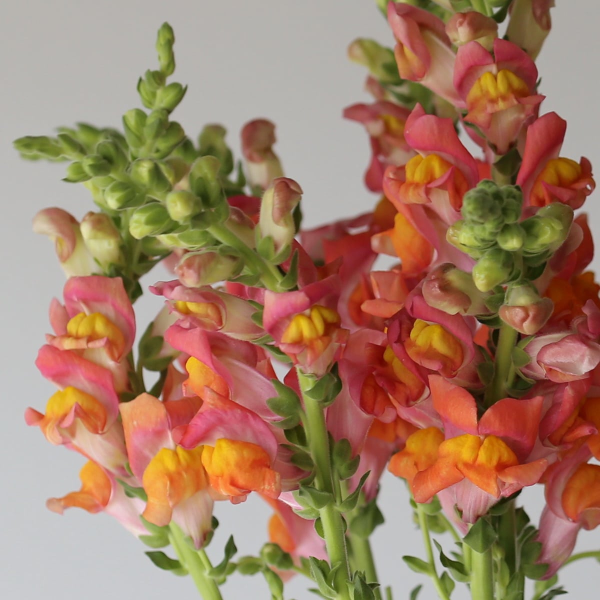 Snapdragon orange Bulk DIY Montreal - Le Bouquet