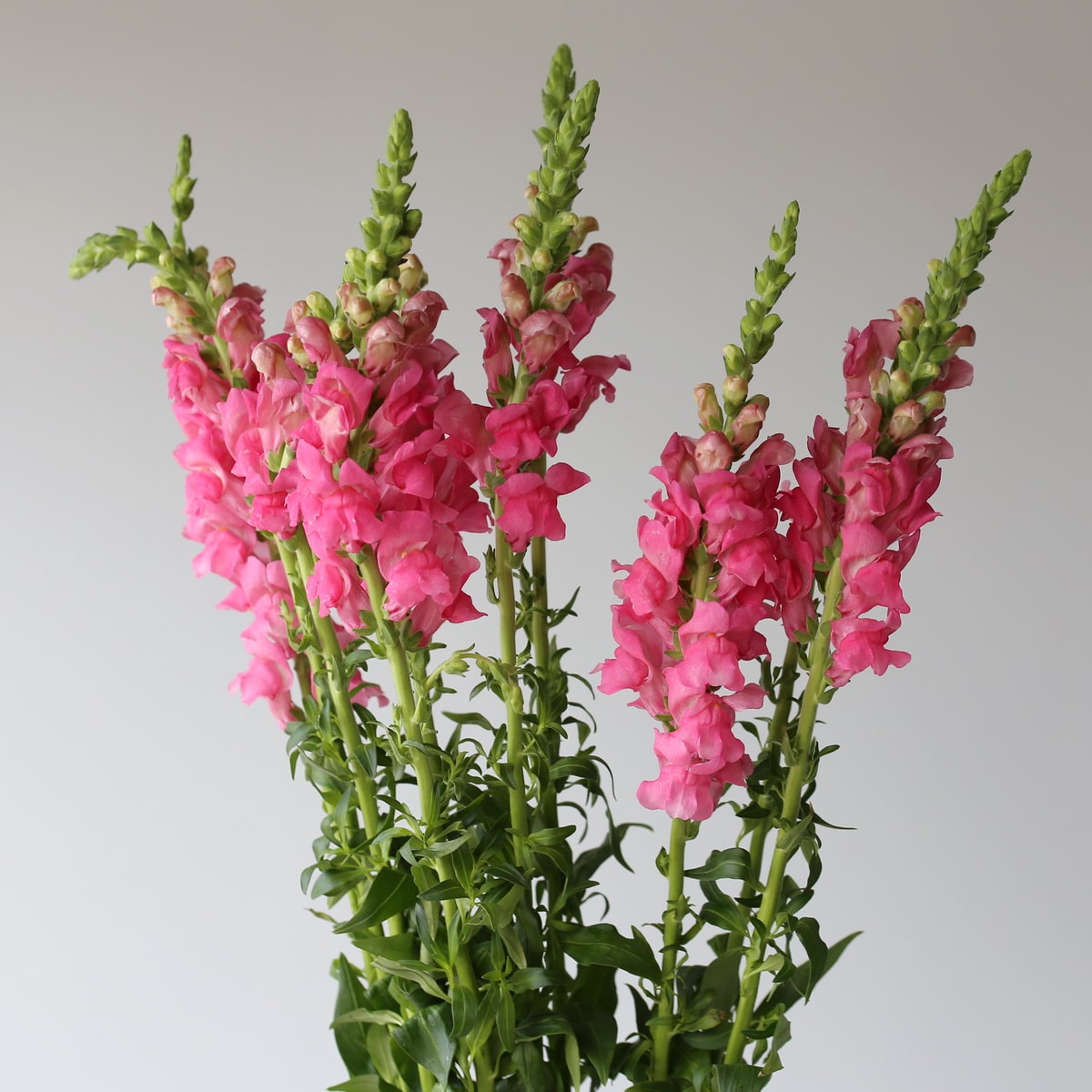 Pink snapdragons in bulk, available for DIY floral projects from a Montreal florist