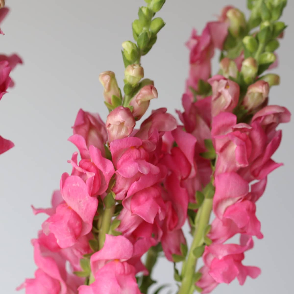 Snapdragon pink Bulk DIY Montreal - Le Bouquet