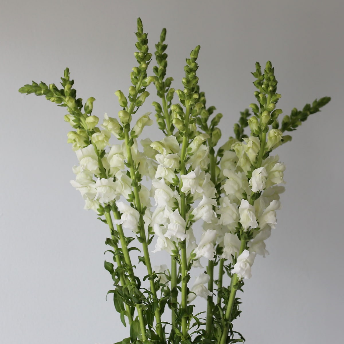 Snapdragon white Bulk DIY