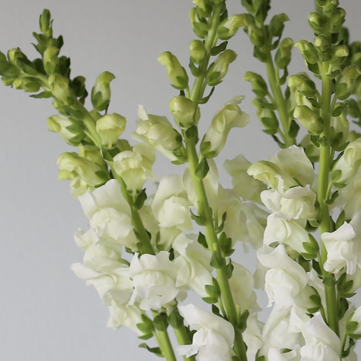 Snapdragon white Bulk DIY Montreal - Le Bouquet