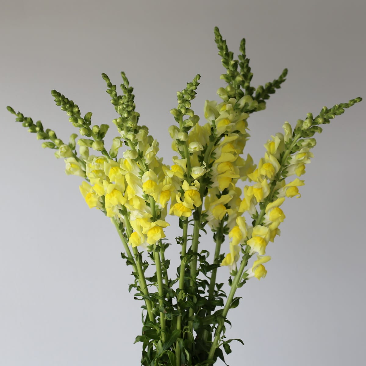 Snapdragon yellow Bulk DIY Montreal - Le Bouquet