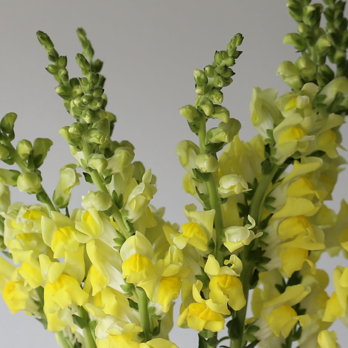 Snapdragon yellow Bulk DIY Montreal - Le Bouquet