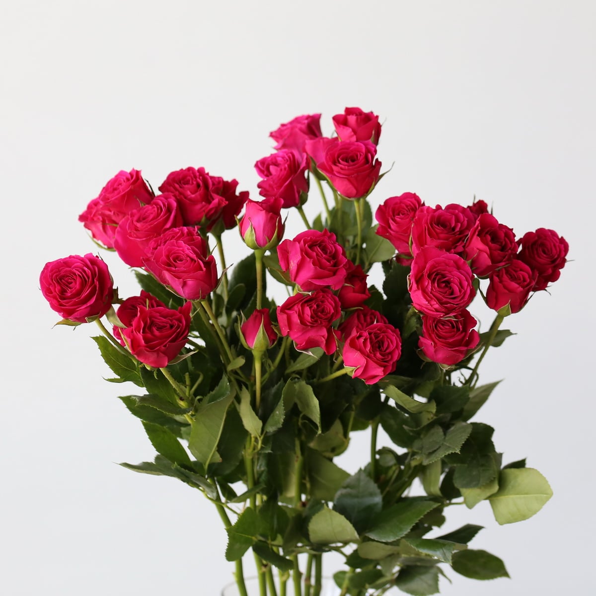 Spray Roses Dark Pink in Bulk for DIY Arrangements in Montreal | Le ...