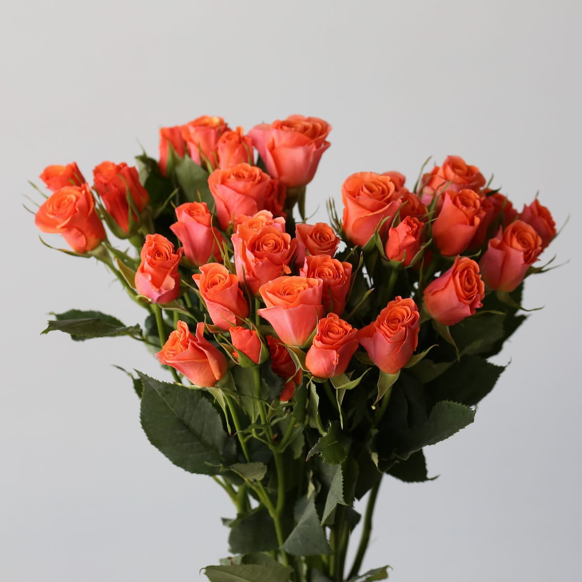 Spray Roses Oranges in Bulk for DIY Arrangements in Montreal | Le ...