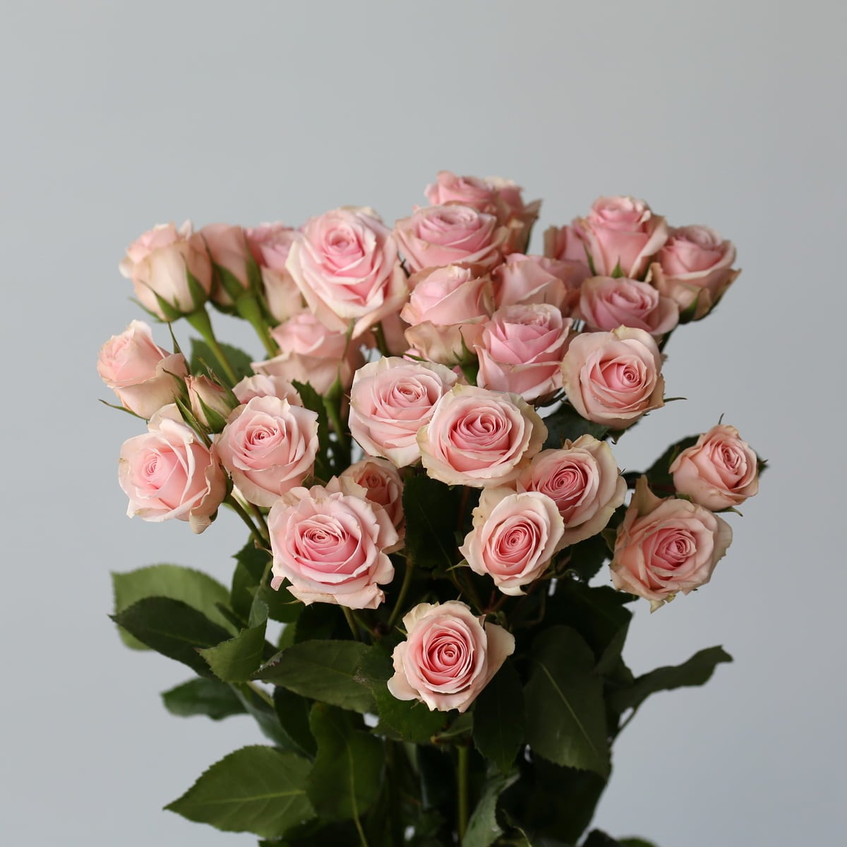 Pink Spray Roses In Bulk For Diy Arrangements In Montreal Le Bouquet