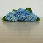 Shocking Blue Hydrangea by the bunch