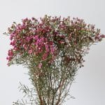 Chamelaucium Violettes  (Fleurs de Cire)