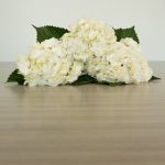 White (Select) Hydrangea by the bunch