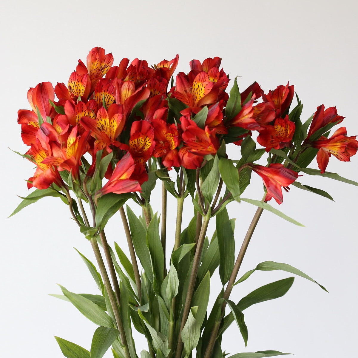 Alstromeria Hot Pepper Orange bunch