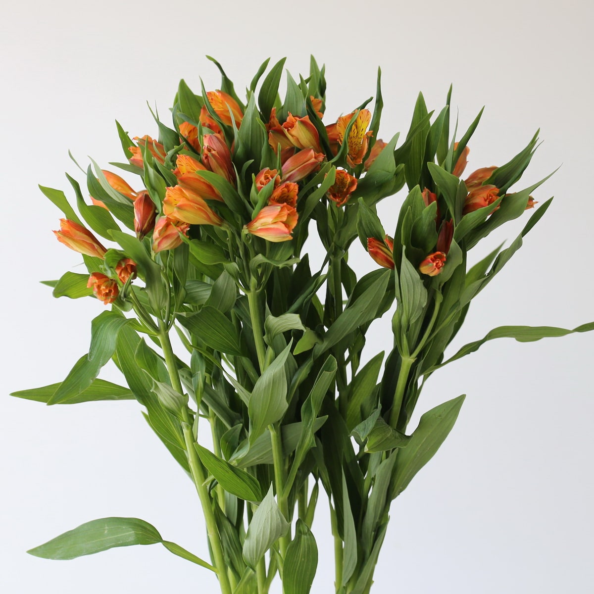 Alstroemeria Jaffa Orange Bunch