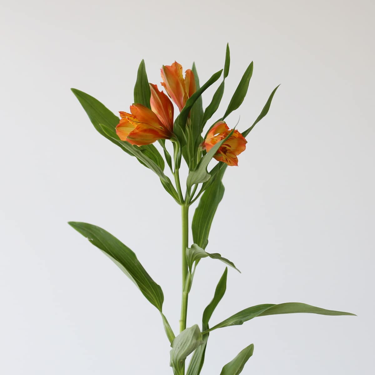 Alstroemeria Jaffa Orange Stem