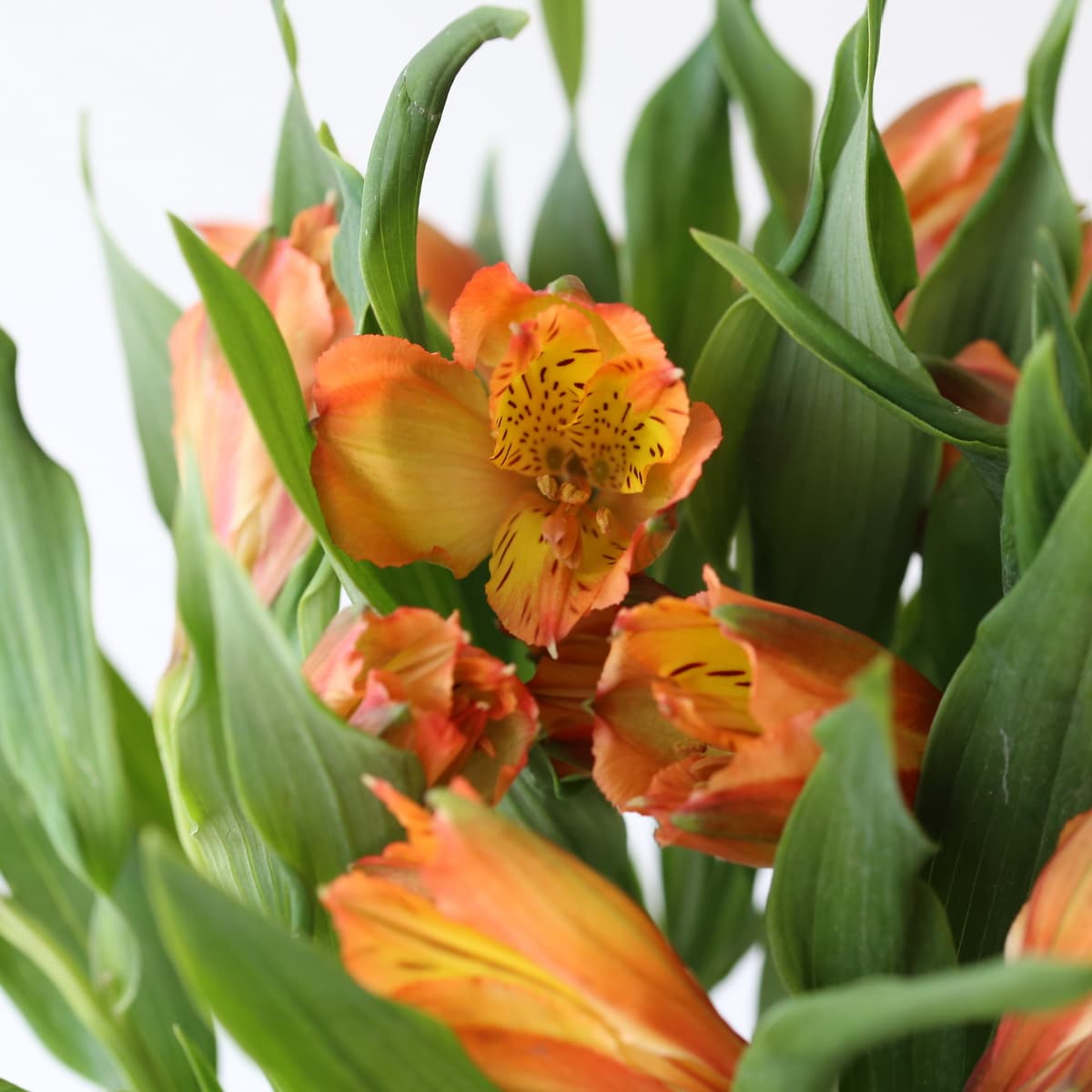 Alstroemeria Jaffa Orange close up