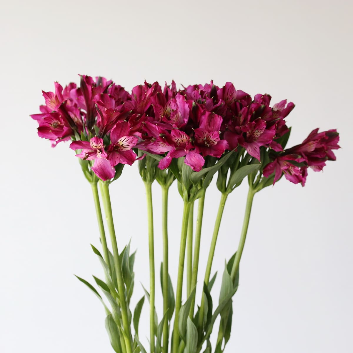 Alstroemeria Napoli Purple Bunch