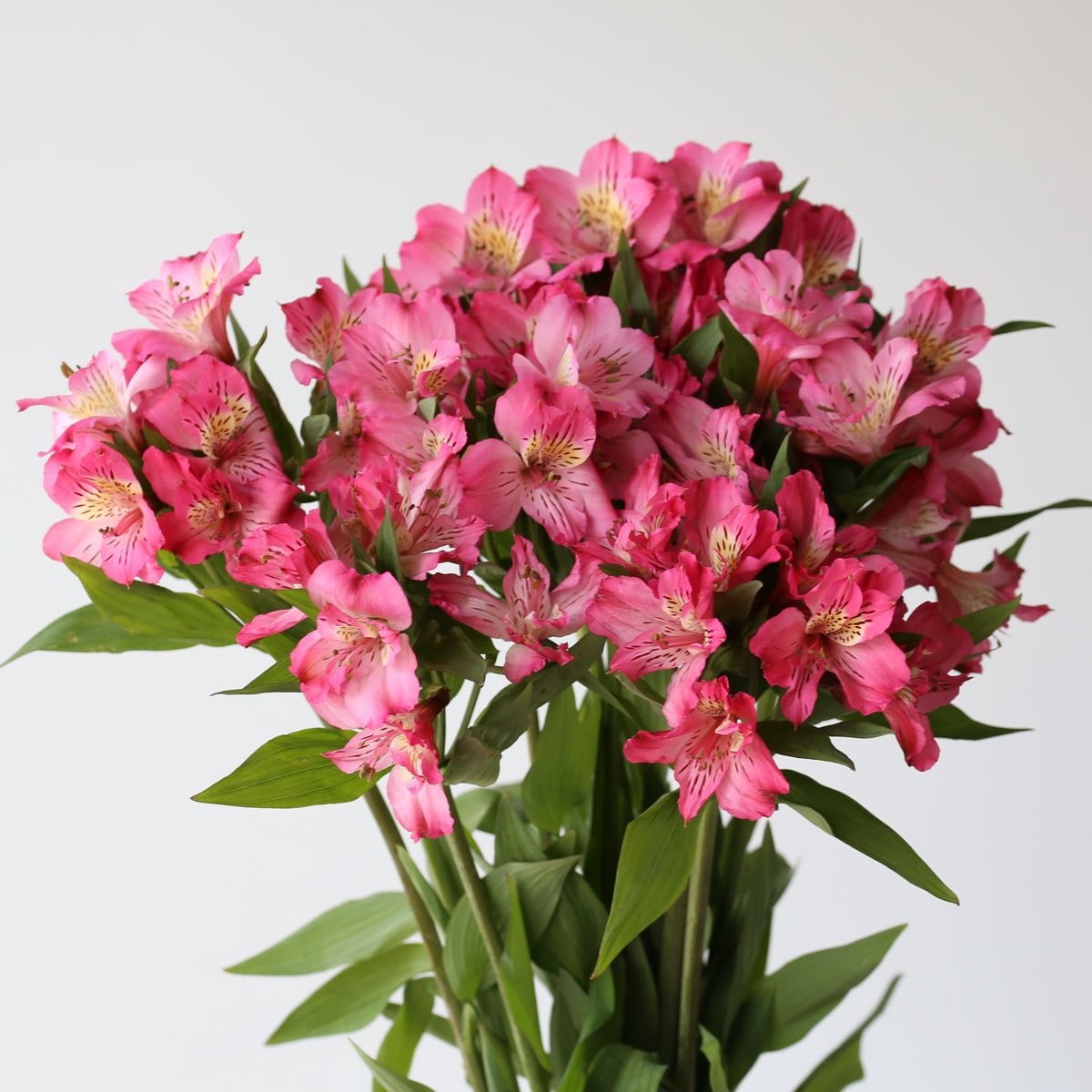 Alstroemeria Nora Hot Pink bunch