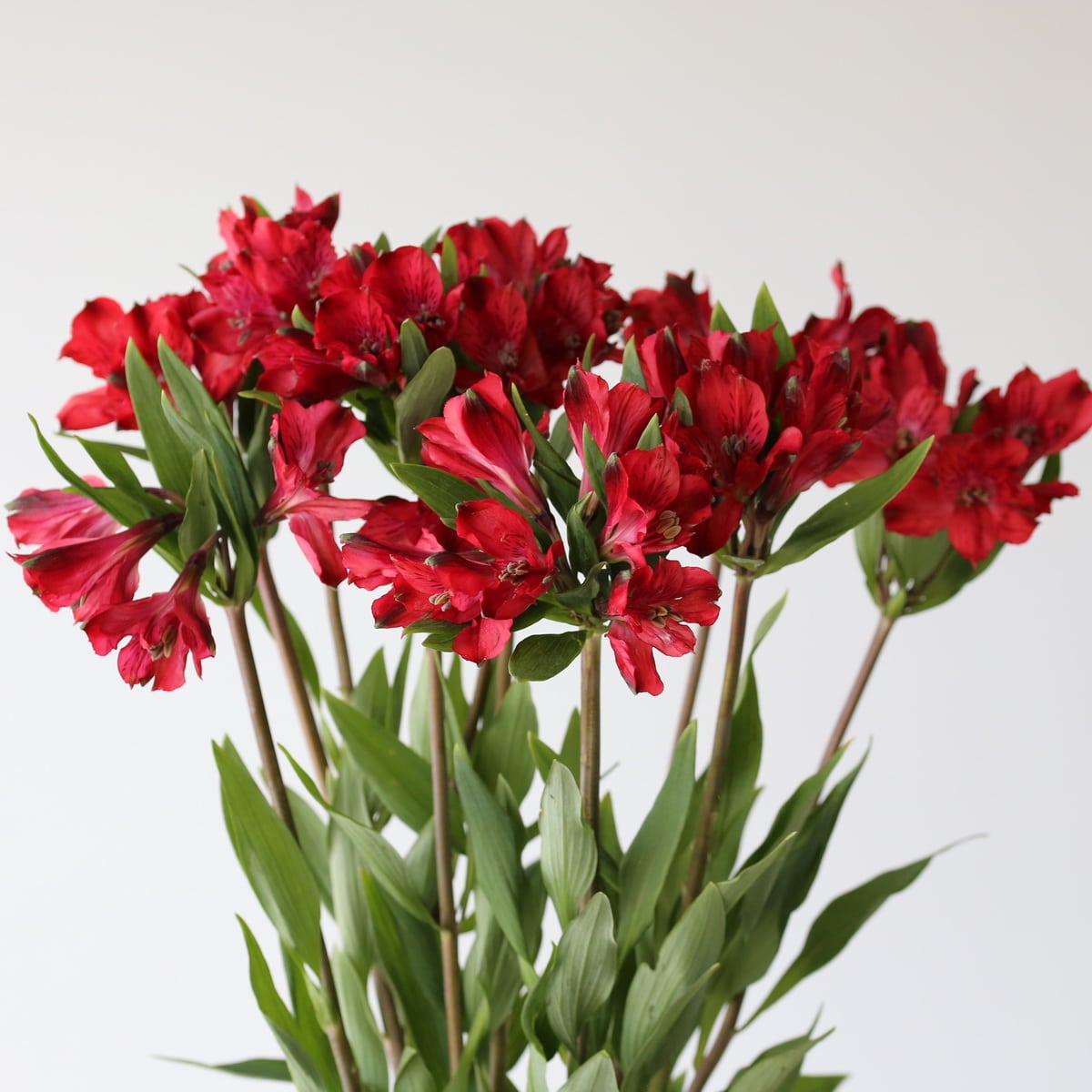 Alstroemeria Red Delight Bunch