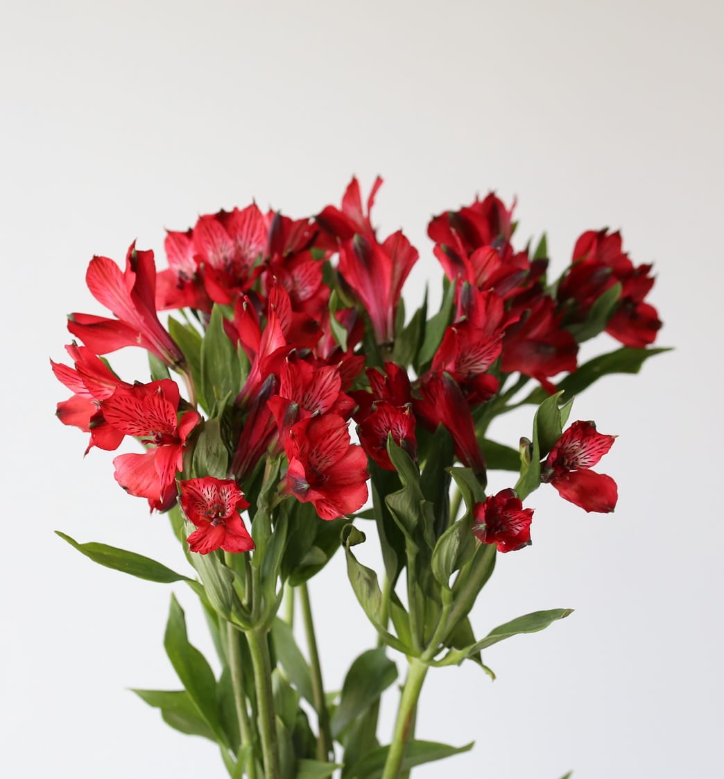 Alstroemeria Romance flower Bunch