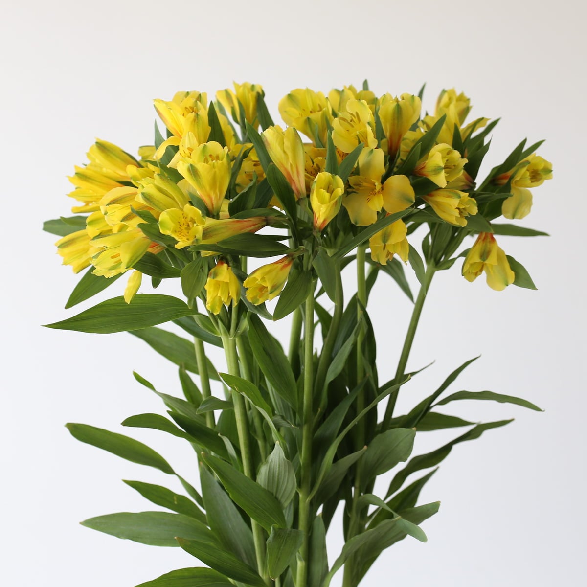 Alstroemeria Sunny Lady Yellow Bunch