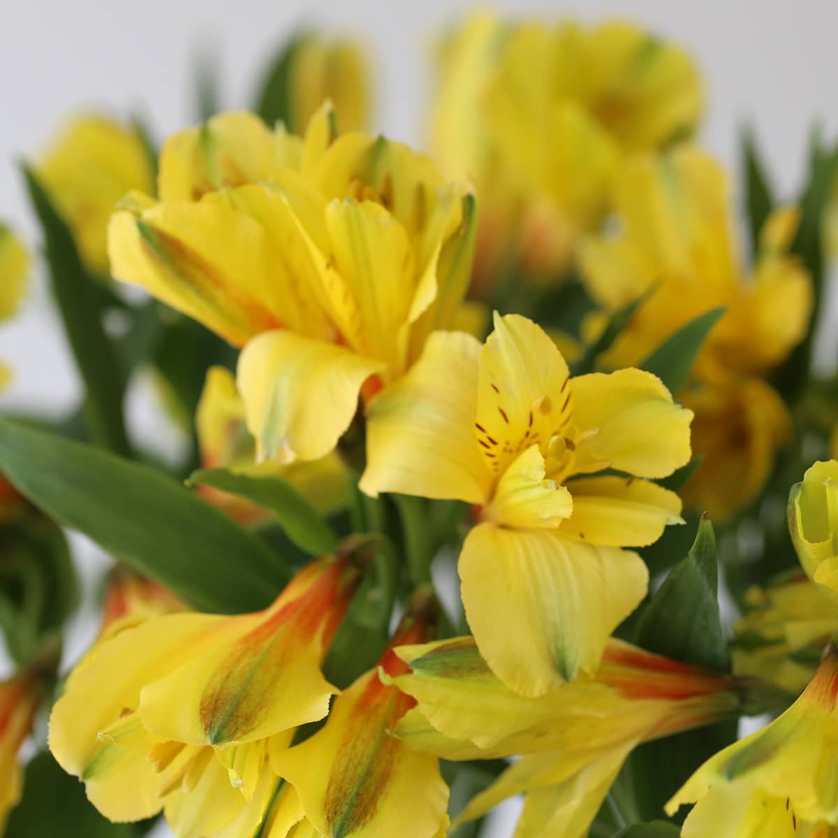 Alstroemeria Sunny Lady Yellow close up