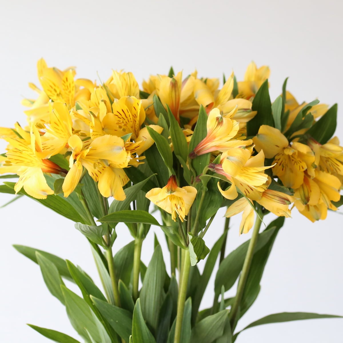 Alstroemeria Voyager Yellow bunch