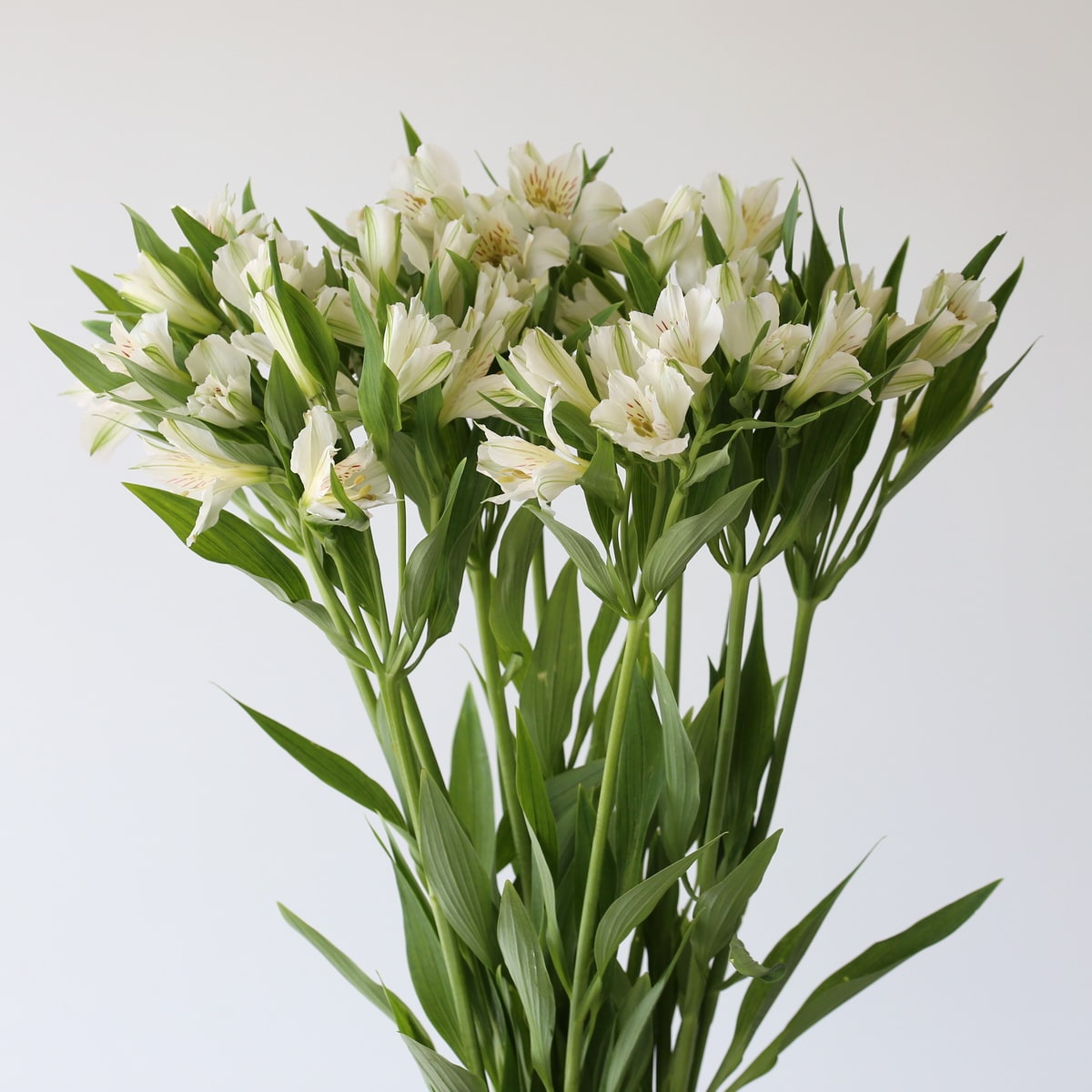 Alstroemeria Whsitler White Bunch