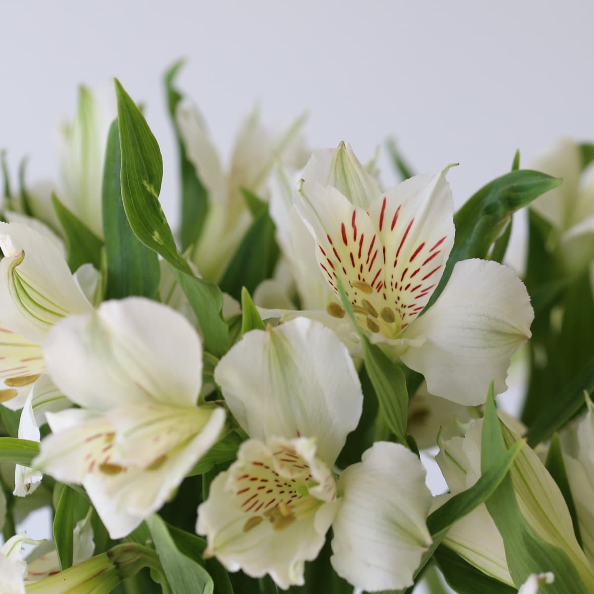 Alstroemeria Whsitler White closeup