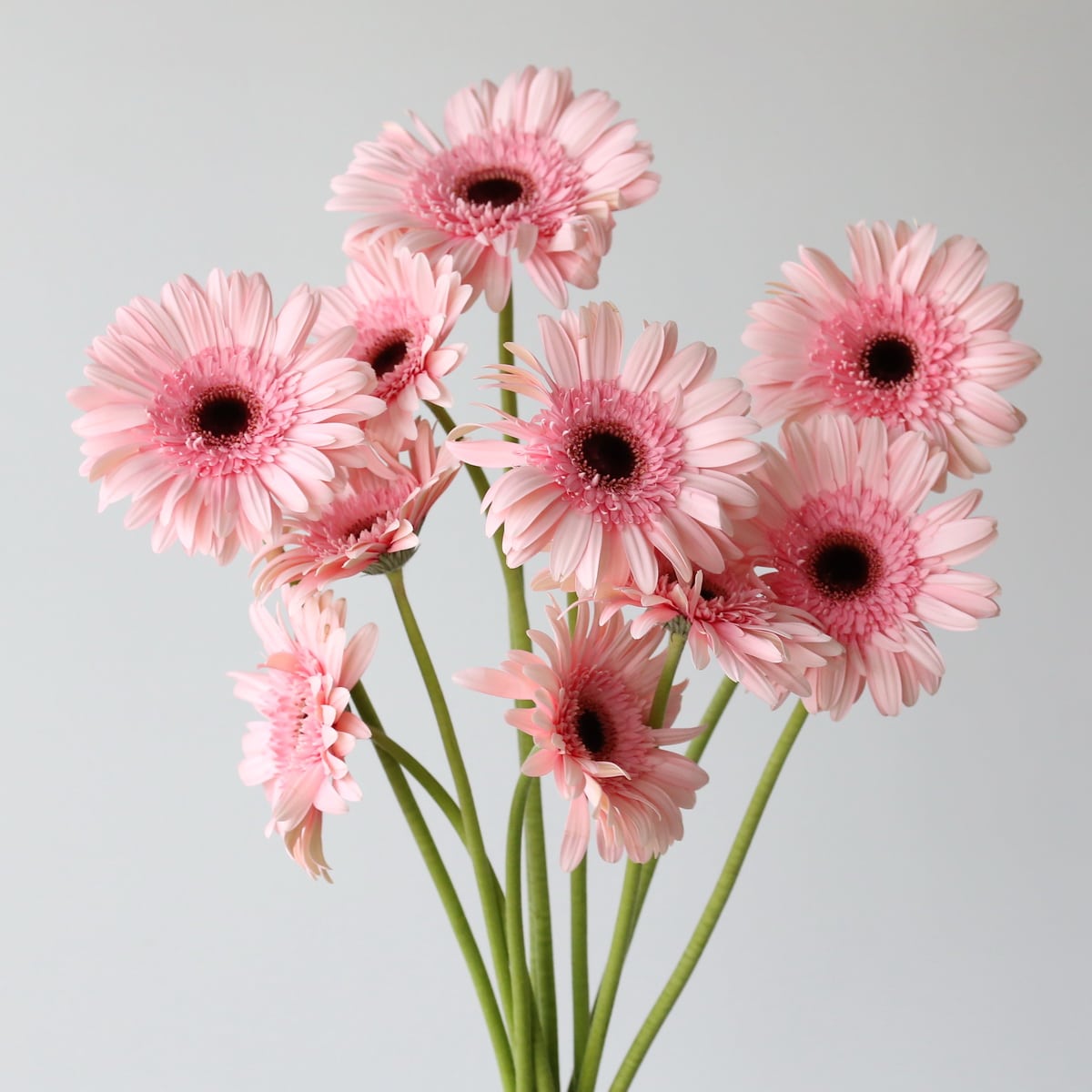 Gerbera Cameron Pink Bunch