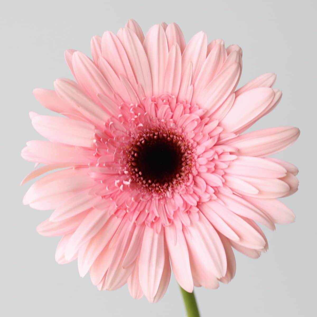 Gerbera Cameron Pink Close Up