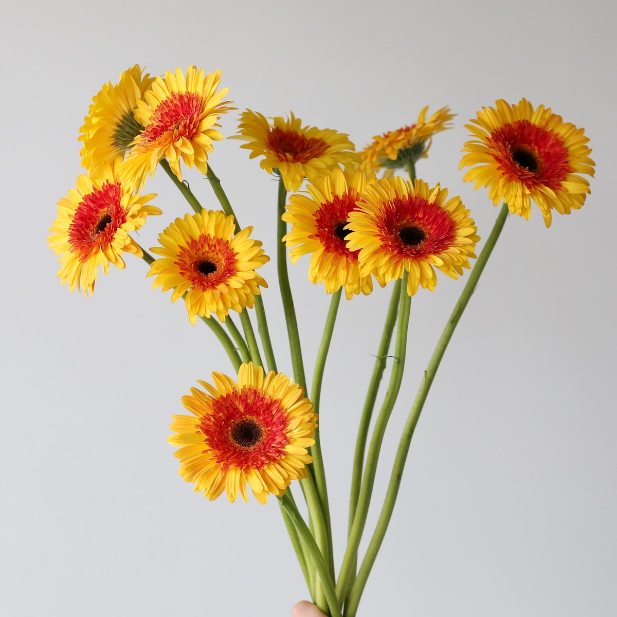 Gerbera Candy Corn Bunch