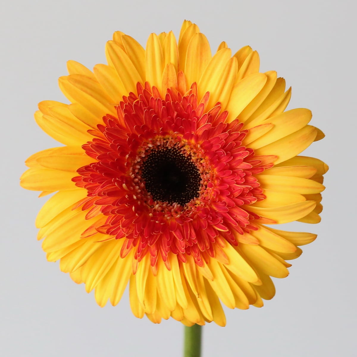 Gerbera Candy Corn Close up