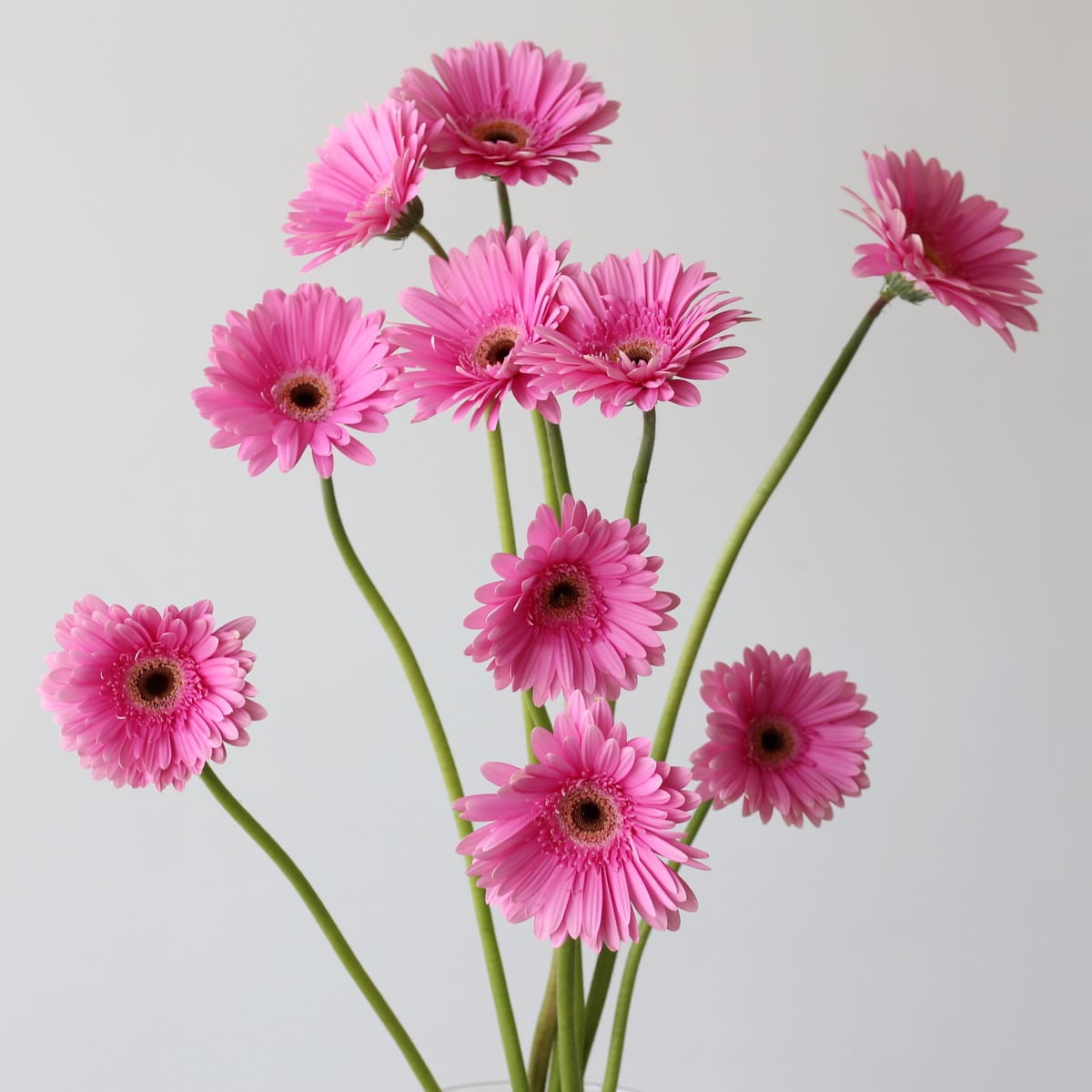 Gerbera Dreamer Bunch