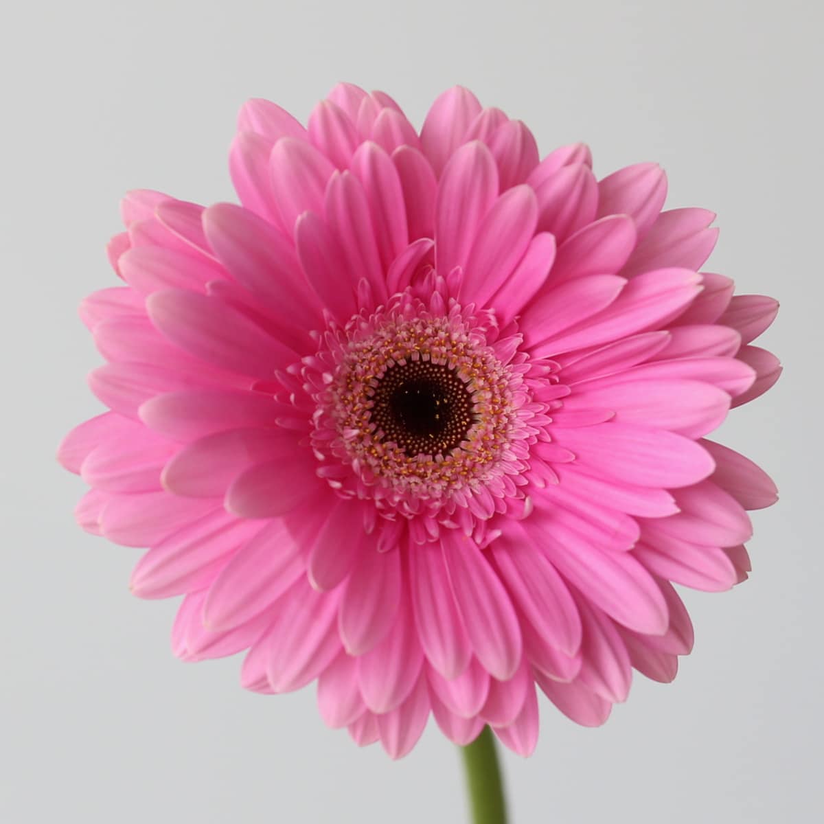 Gerbera Dreamer close up