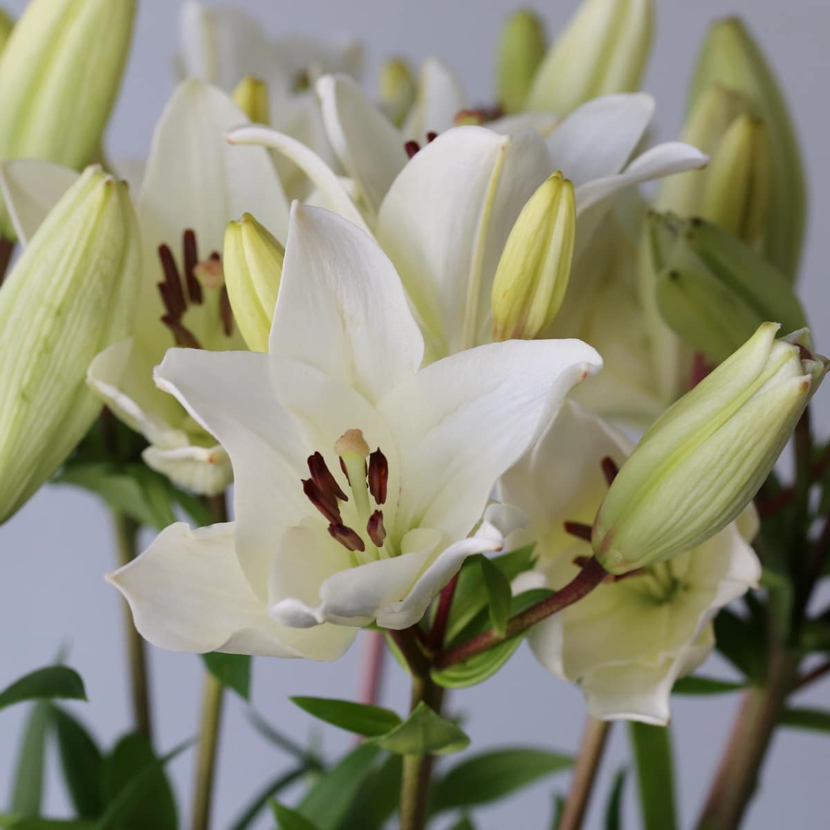 White LA Asiatic Lily Le Bouquet