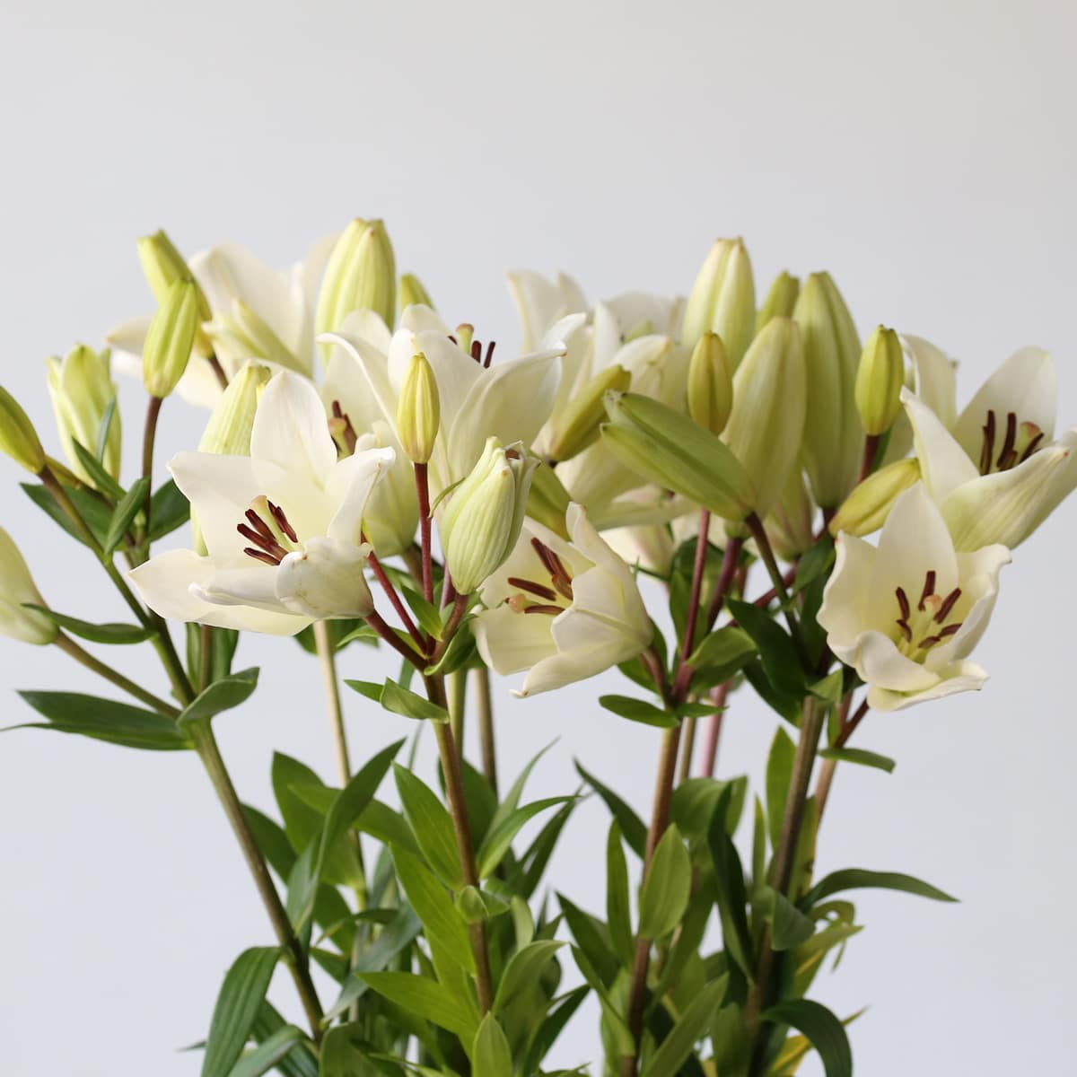 White LA Asiatic Lily Le Bouquet