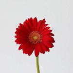 Mini Gerbera Choiz (Bilk DIY)