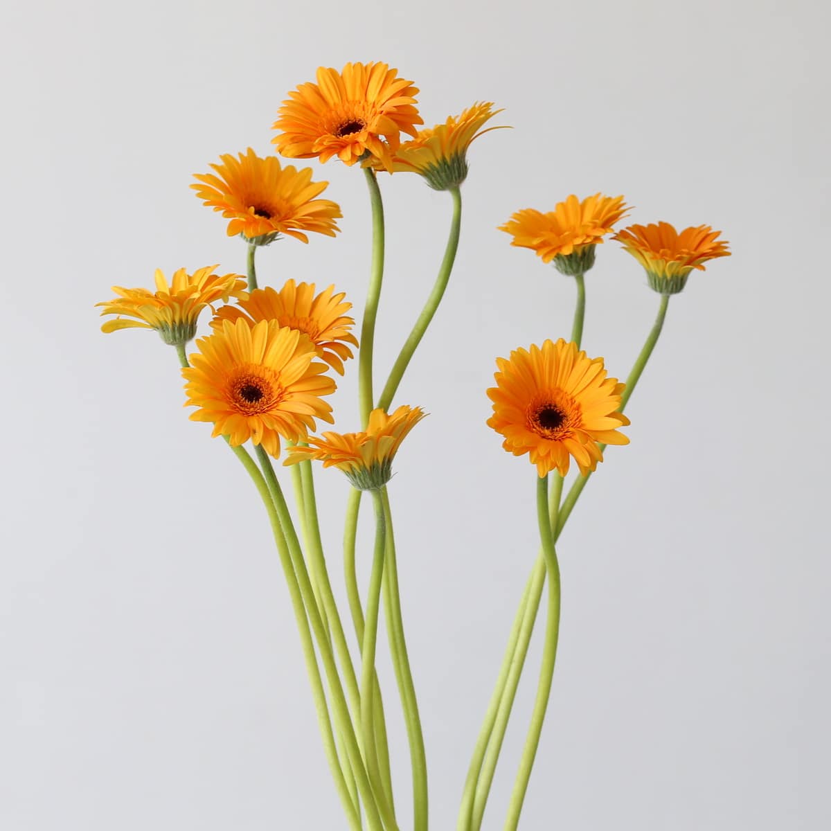 Mini Gerbera Bondi Beach orange bunch