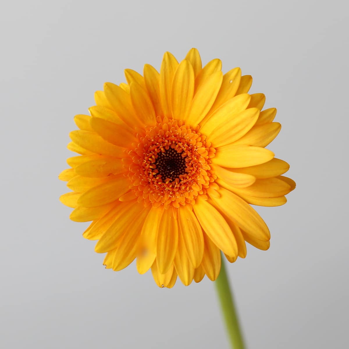 Mini Gerbera Bondi Beach orange closeu up