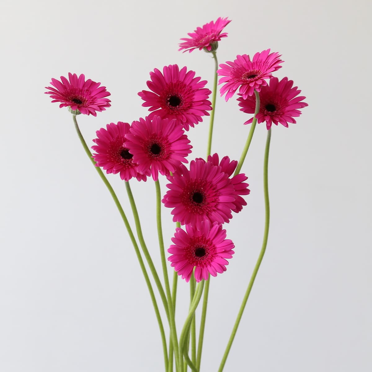 Mini Gerbera Boost Fuchsia Bunch