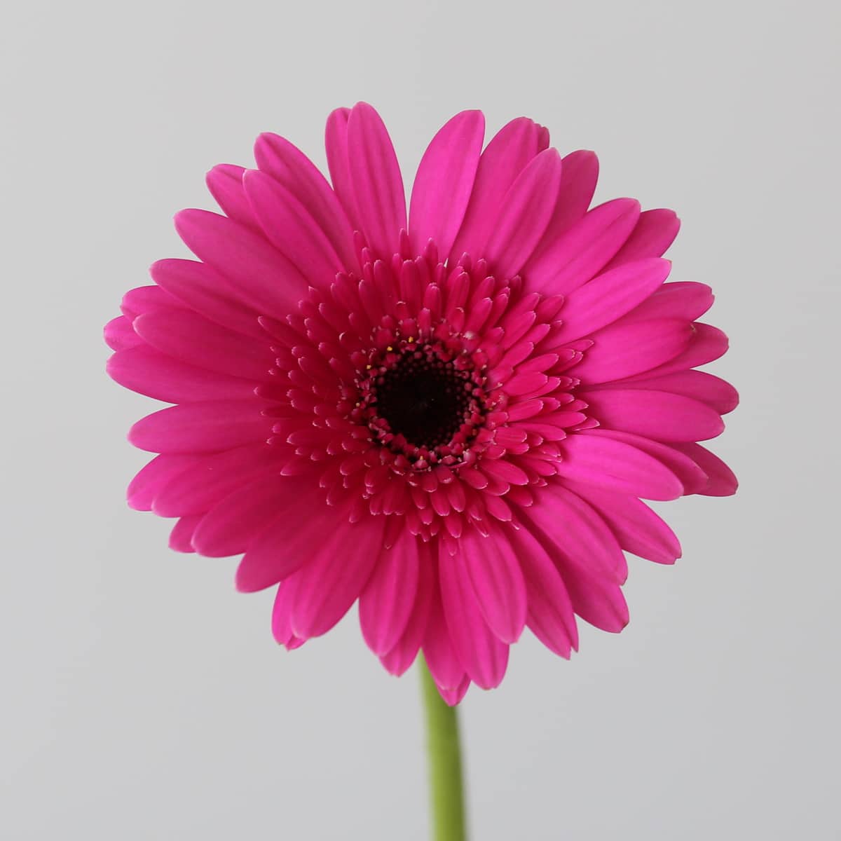 Mini Gerbera Boost Fuchsia Close up