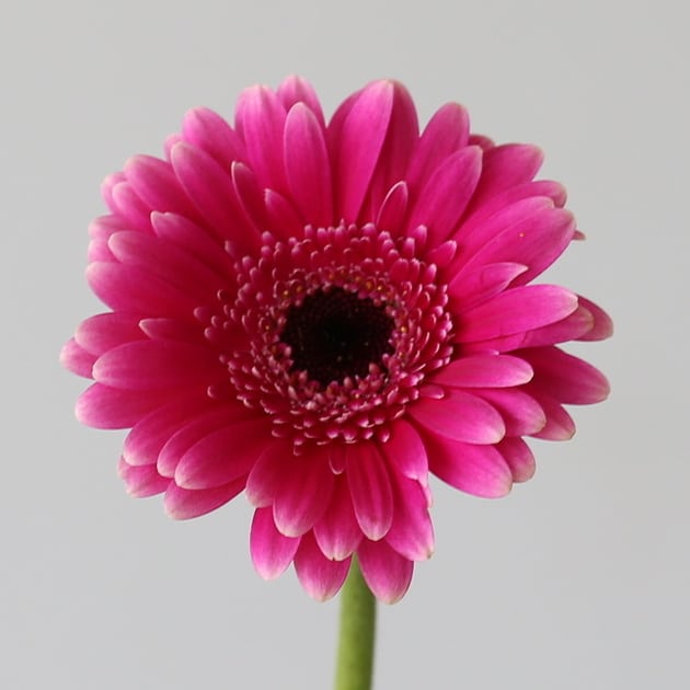 Mini Gerbera Design Fuchsia