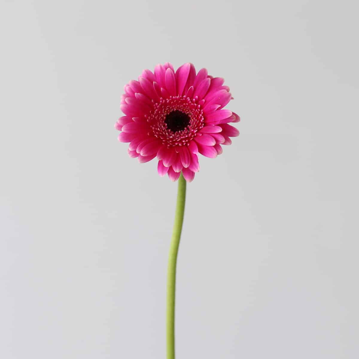 Mini Gerbera Design Fuchsia Stem