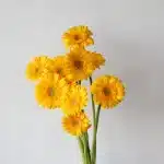 Mini Gerbera Illios (Bulk DIY)