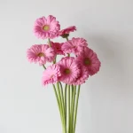 Mini Gerbera Love Me (Bulk DIY)