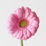 Mini Gerbera Love Me (Bulk DIY)