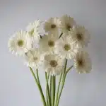 Mini Gerbera White Star (Bulk DIY)