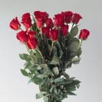 Roses Freedom 60cm (Bulk DIY)